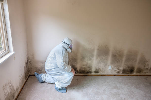 Best HVAC Mold Remediation in Sanford, NC